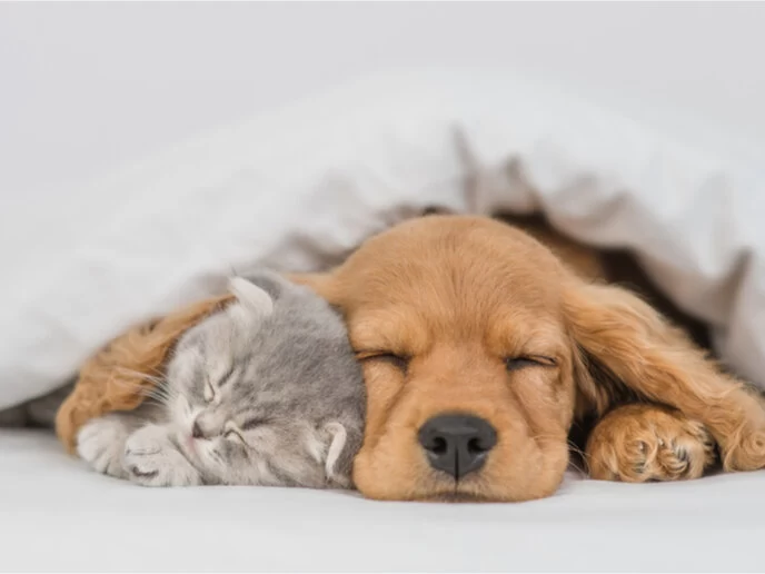 آیا حیوانات نیز خواب می‌بینند؟